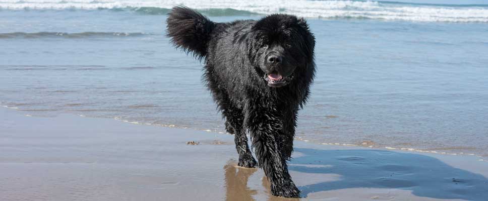 energetic-dog-at-beach