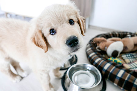 puppy-waiting-for-food